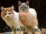  Caboodle Ranch!